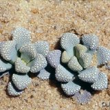 Titanopsis schwantesii 280